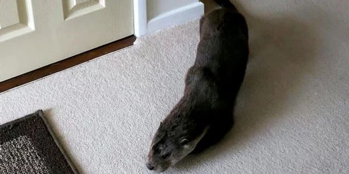Kuriose Szene in England: Ein Fischotter bricht in ein Haus ein. Fischotter