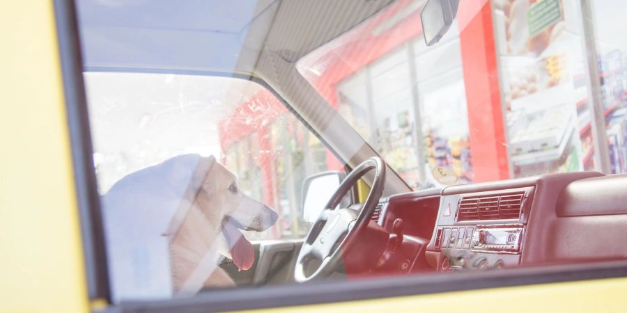 Gefährliches Gefängnis: Werden Kinder und Tiere im Sommer im Auto zurückgelassen, kann der sich aufheizende Innenraum schnell zur Gefahr werden.