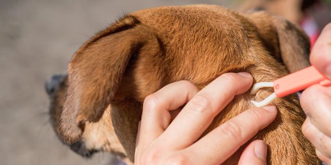 Hund Hände Zeckenzange Zecke Insekt