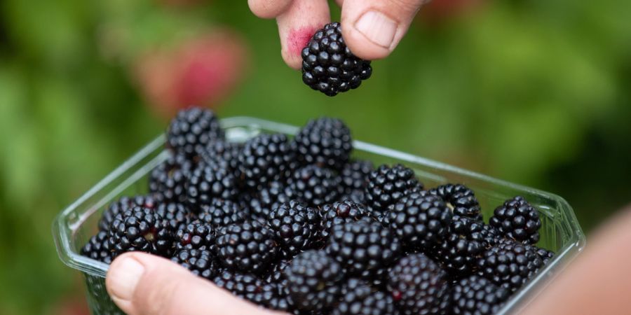 Brombeeren Hände Schälchen frisch