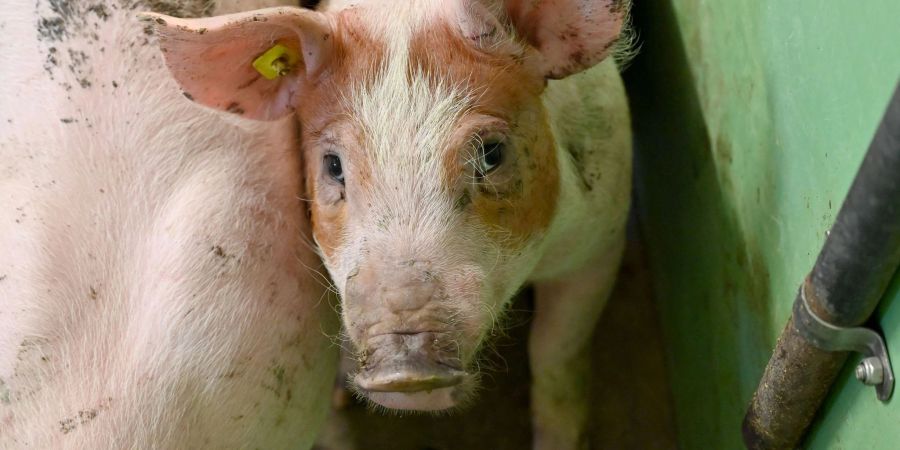 Für Haus- und Wildschweine kann die Afrikanische Schweinepest tödlich enden. Um die Ausbreitung einzudämmen, sollen Besucher im Nationalpark Harz keine Essensreste und Lebensmittel wegwerfen.