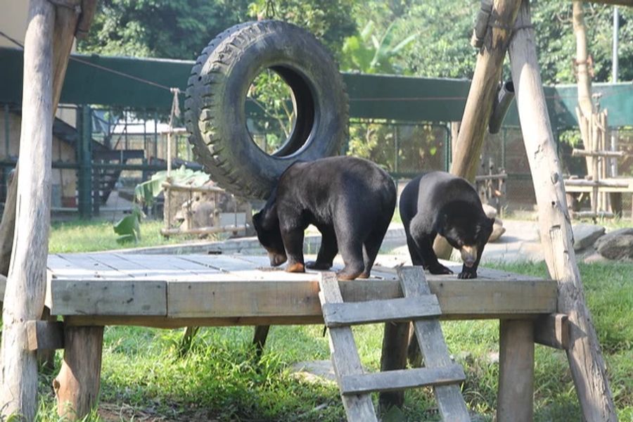 Die Tiere wurden aus dem vietnamesischen Gallehandel befreit.