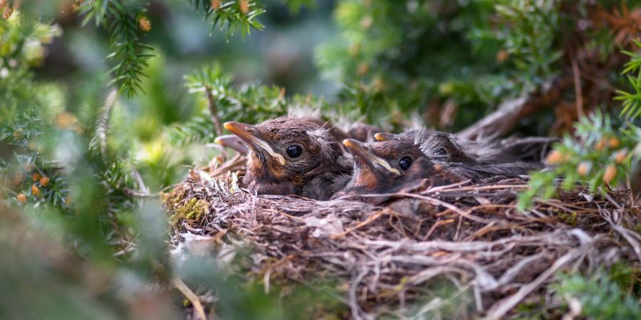 Nest Vögel äste Jungtiere Nadelbaum