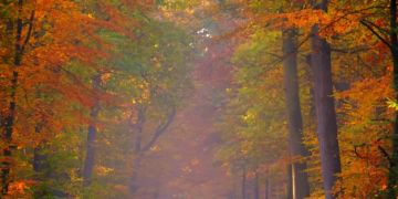 Herbst