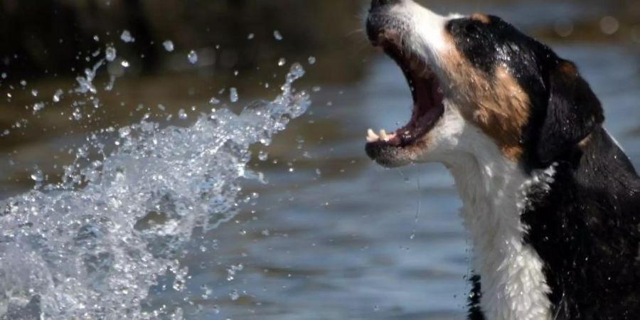 Ein Hund badet bei hochsommerlichen Temperaturen in der Ostsee. Foto: Ralf Hirschberger