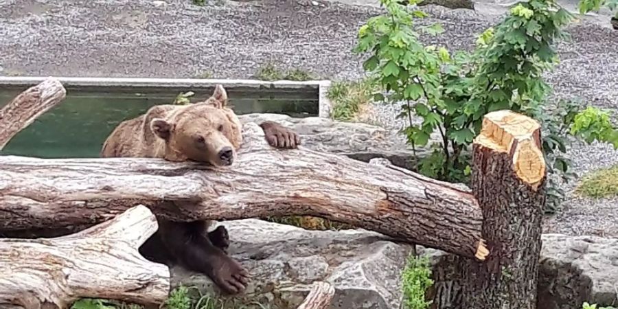 Die abgesägte Eiche im Bärengraben.