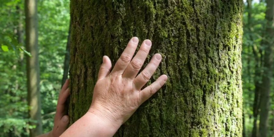 Sinnliches Erleben: Entspannungspädagogin Annette Bernjus fühlt in einem Waldstück bei Hofheim die Rinde einer Eiche. Foto: Silas Stein
