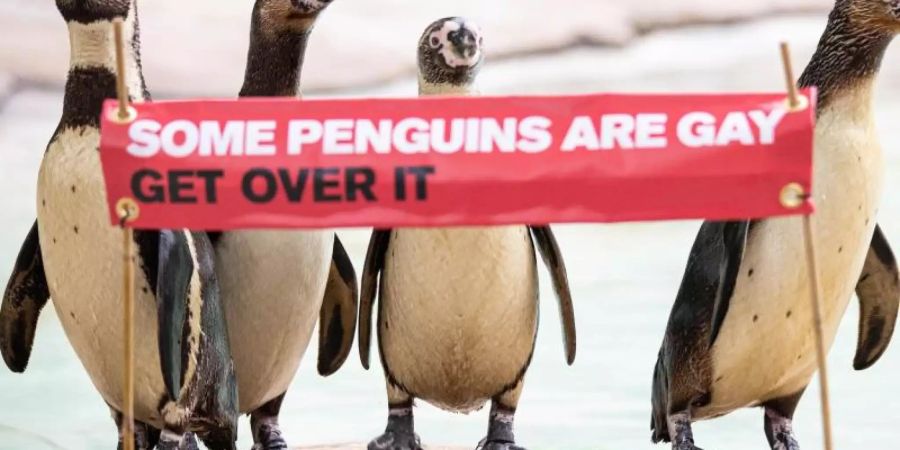 «Manche Pinguine sind schwul, komm darüber hinweg» - mit diesem Spruch will der Londoner Zoo über Homosexualität bei Tieren aufklären. Foto: ZSL London Zoo