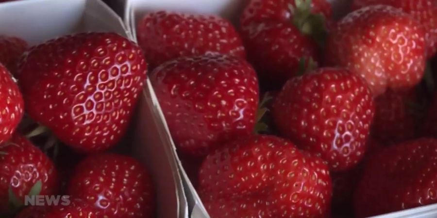 Bauer Erdbeeren Schweiz Detailhandel