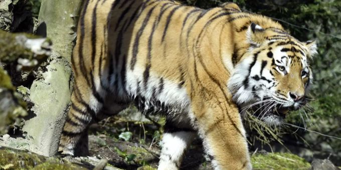 Zuwachs - Neues Tigerweibchen im Zoo Zürich