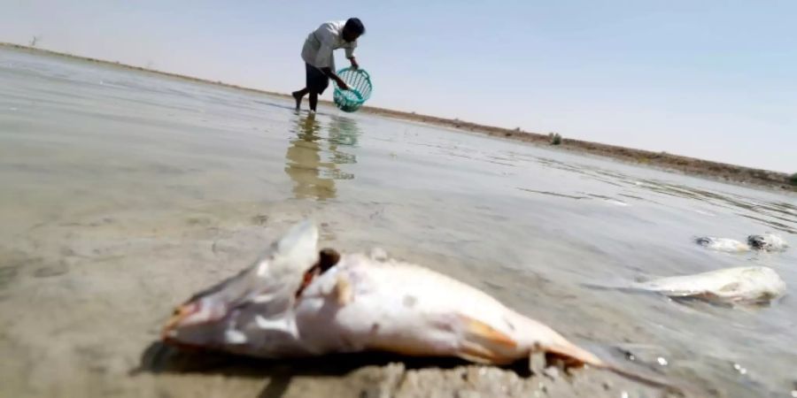 Wasserkrise in Basra im Sommer 2018