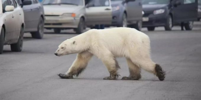Auf Nahrungssuche: Dieser Eisbär ist in Sibirien in besiedeltes Gebiet vorgedrungen und sorgt nun für Aufregung. Foto: Irina Yarinskaya/Zapolyarnaya Pravda Auf Nahrungssuche: Dieser Eisbär ist in Sibirien in besiedeltes Gebiet vorgedrungen und sorgt nun für Aufregung. Foto: Irina Yarinskaya/Zapolyarnaya Pravda