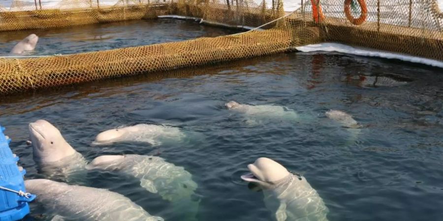 Belugas schwimmen in einer abgesperrten Anlage im Osten Russlands. Mehrere Tiere sollen jetzt wieder in die Freiheit entlassen werden. Foto: Free Russian Whales