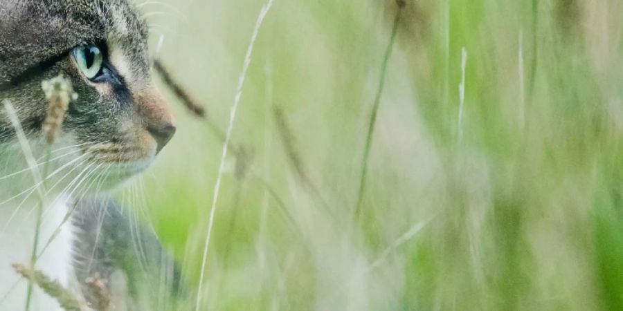 Katze auf einem Feld