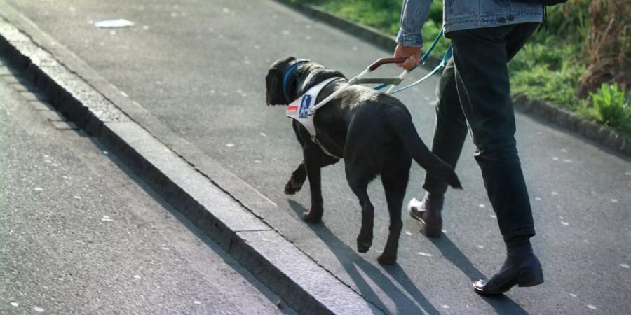 Blindenhund Blindheit