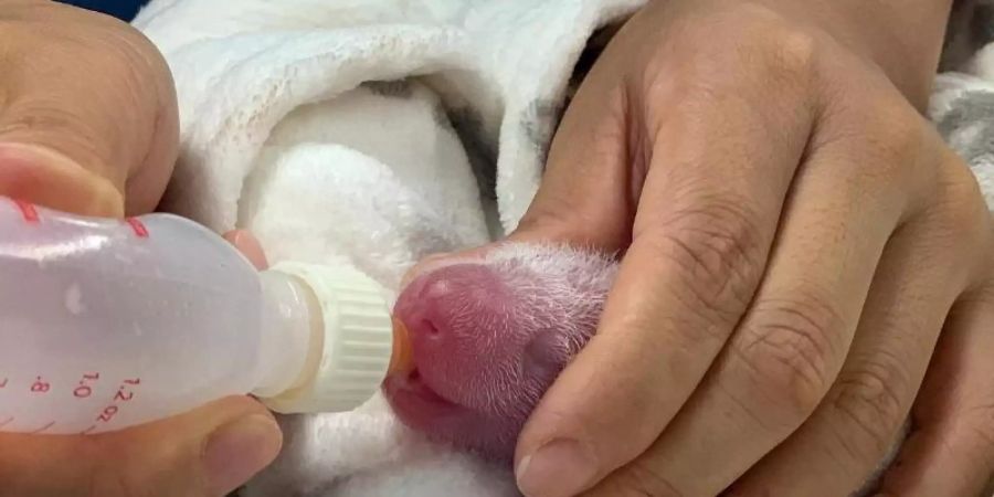 Ein Panda-Baby bekommt abgepumpte Milch von seiner Mutter per Fläschchen. Foto: Zoo Berlin