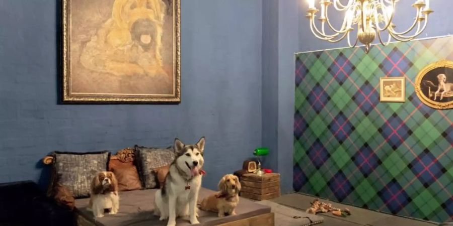 Dackel Ziggy und seine Freunde sitzen in der blaugestrichenen Fritzidential Suite im Tierhotel AtFrits auf dem Bett. Foto: Tycho Schildbach