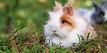 Meerschweinchen