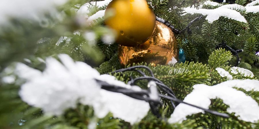 Die Schweizer Christbäume haben den trockenen Sommer gut überstanden. In diesem Jahr werden an Weihnachten rund 1,5 Millionen Bäume in den Stuben stehen. Knapp die Hälfte davon stammt  laut der IG Suisse Christbaum aus dem Inland. (Archivbild)