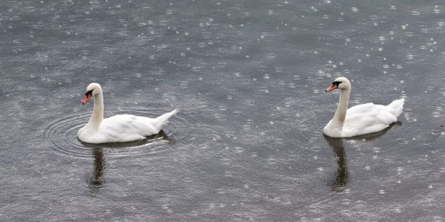 schwan tessin vogelgrippe