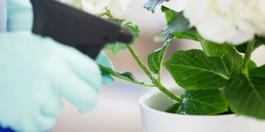 Erhöht man mit dem Nebel aus einer Sprühflasche die Luftfeuchtigkeit direkt um eine Zimmerpflanze, ist sie besser vor Spinnmilben geschützt.