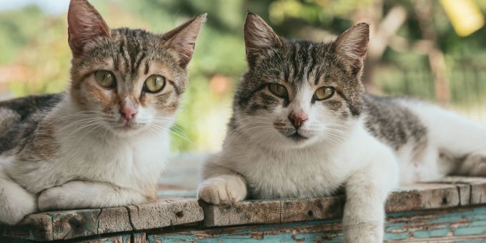 Eine französische Sonntagszeitung hat zwei Katzen als Wähler für die Vorstandswahl der Républicains registriert. (Symbolbild) zeitung vorstandswahl frankreich katzen