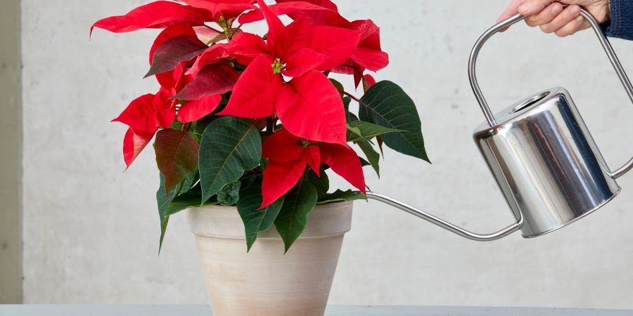 Der Weihnachtsstern wird am besten mit nicht zu viel und nicht zu wenig Giesswasser versorgt. Was heisst das bitte genau?