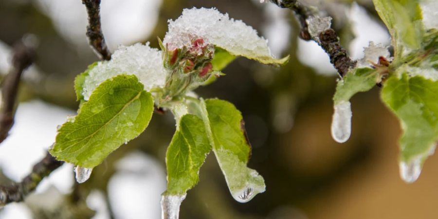 Obstbäume Frost