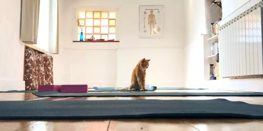 Katze und Yogamatten