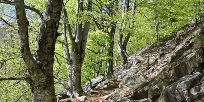 Der Rotbuchenwald der Valli di Lodano, Busai und Soladino gehört neu zum Unesco-Weltnaturerbe. (Archivbild) Rotbuchenwald