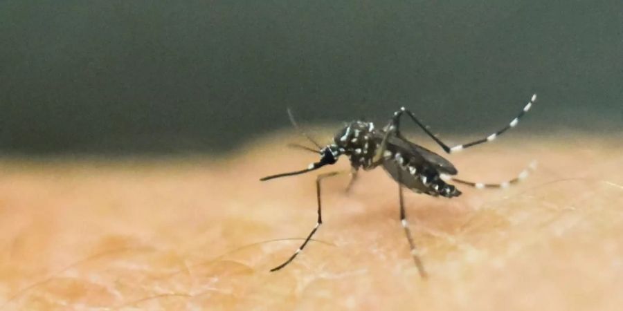 Zika-Überträgerin Aedes Aegypti