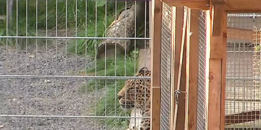 Ein Leopard liegt in seinem Gehege in der «Seniorenresidenz für Wildtiere» im Burgenlandkreis. Foto: Tobias Junghannss/dpa-Zentralbild/dpa