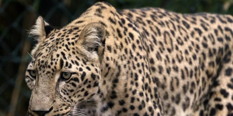 Leopard in einem Zoo in Frankreich