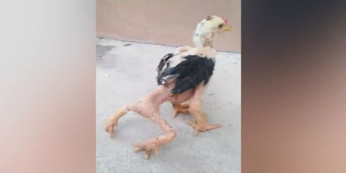 Der Liebling - Dieses thailändische Luxus-Huhn hat vier Beine