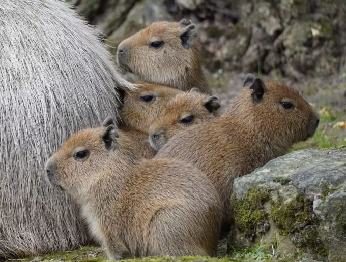 Die Fünflinge trinken etwa zwei Monate lang Muttermilch, meinte der Zoo. Wasserschweine Zoo Hannover