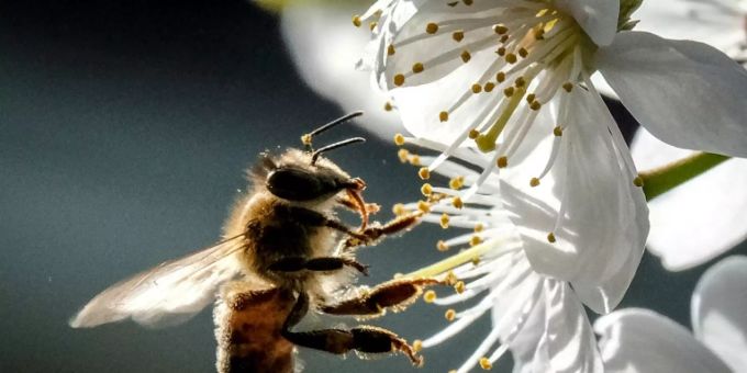 Biene auf einer Kirschbaumblüte Biene auf einer Kirschbaumblüte
