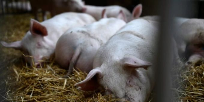 Schweinehaltung in Dortmund Schweinehaltung in Dortmund
