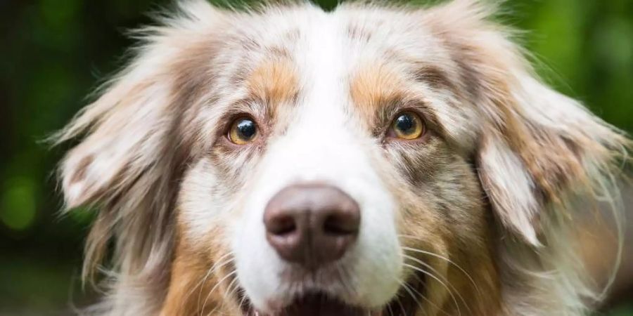 2,7 Prozent mehr Hundesteuer gab's 2020 für Deutschlands Städte und Gemeinden. Foto: Oliver Dietze/dpa