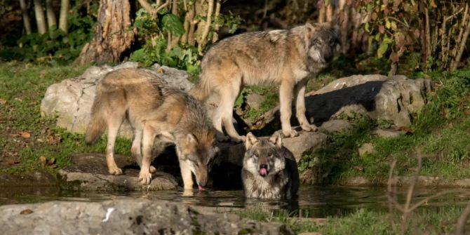 Wölfe Dählhölzli Tierpark Bern