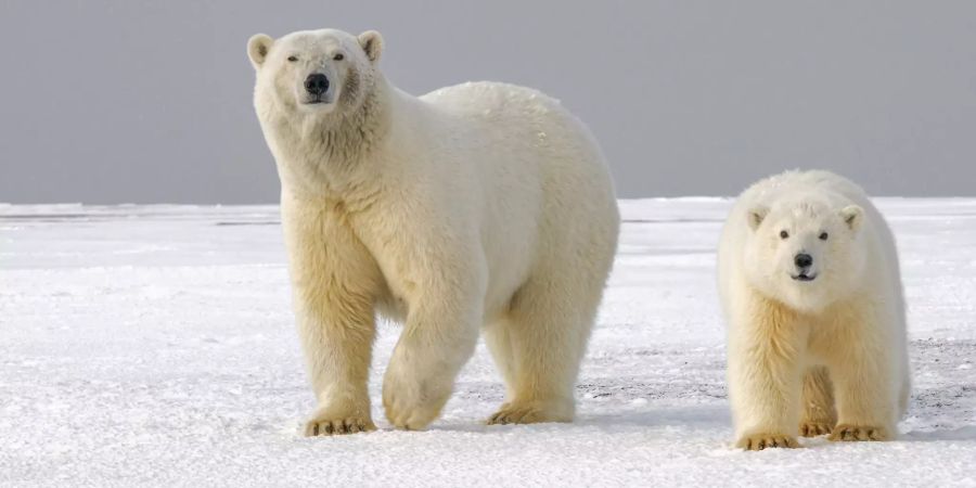 Eisbären sind faszinierende Tiere.