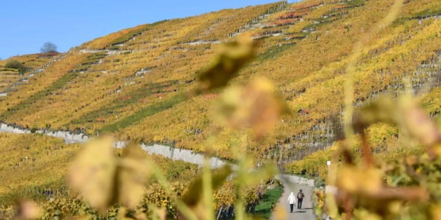 Weinberge in Hessigheim
