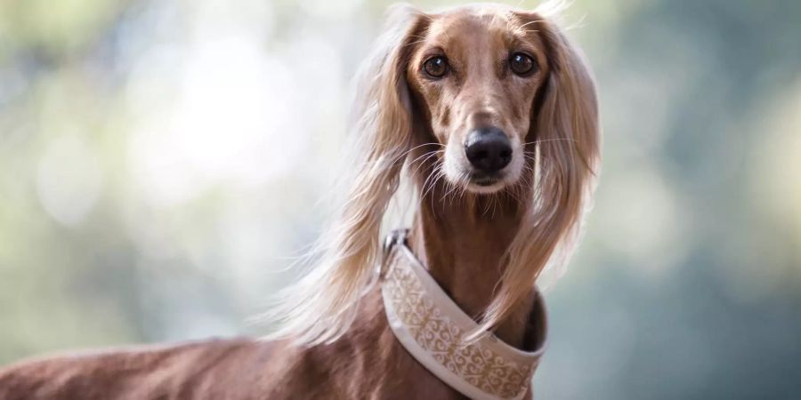 Windhund mit Halsband