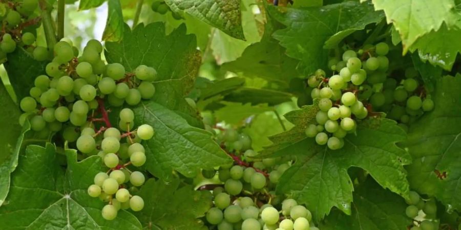 In einem Weinberg des Instituts für Rebenzüchtung wachsen Trauben der dort gekreuzten Rebsorte Gf.2004-043-0010. Dies ist pilzwiderstandsfähige Rebsorte. Foto: Peter Zschunke/dpa-Zentralbild/dpa