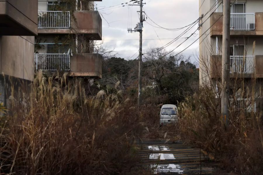 Die Pflanzen breiten sich im verlassenen Gebiet in Fukushima weiter aus.