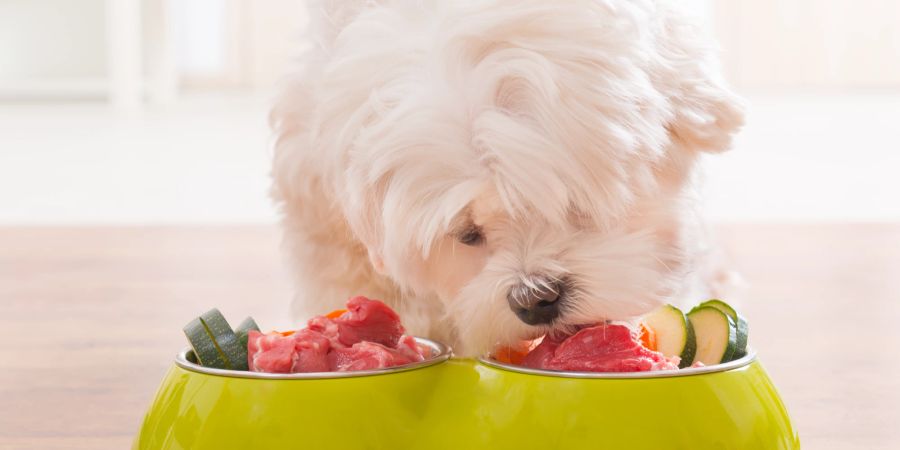 Hund isst Fleisch und Gemüse