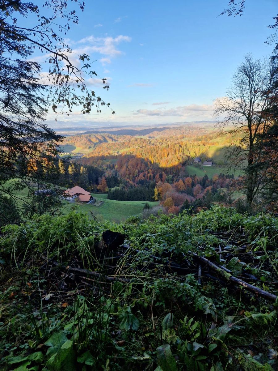 Faustregel: Aus dem Wald mitnehmen darf man höchstens, was man ohne Hilfsmittel tragen kann.