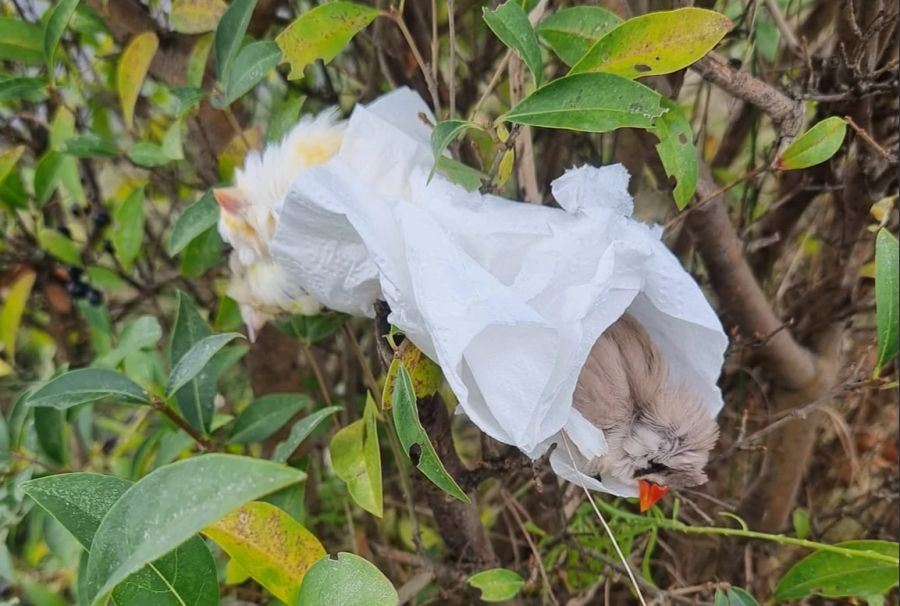 In WC-Papier eingerollt hat eine Thurgauerin tote Vögel entdeckt.