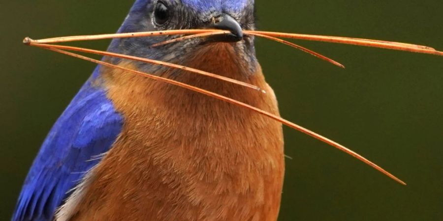 Die blaue Farbe der Federn des Rotkehl-Hüttensängers entsteht durch eine spezielle Struktur der Federn. (Archivbild)