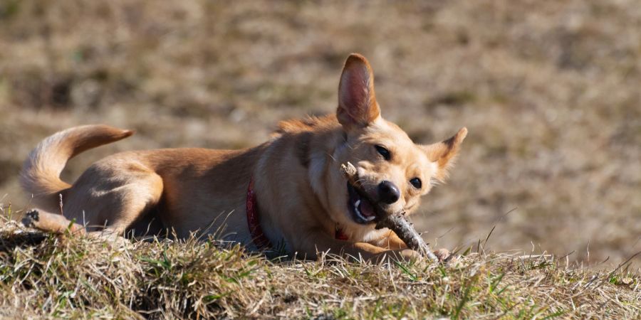 Hund mit Stock