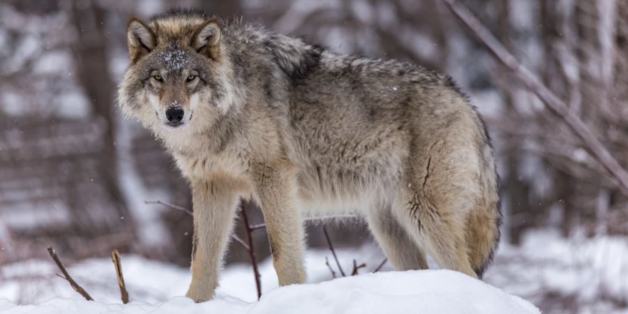 Wolf im Schnee